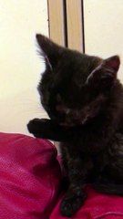 Rescued kitten suffers rare condition, unable to open her mouth
