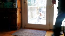 Dog lets herself into house, politely closes door behind her