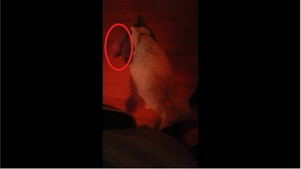 Loving cat pleas with owner to be pet