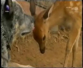 Amores perros: Amigo ciervo