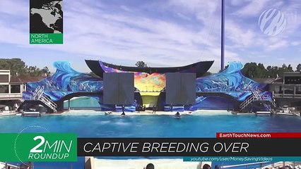 SeaWorld ends captive breeding, a rare dolphin birth & hyenas on the hunt