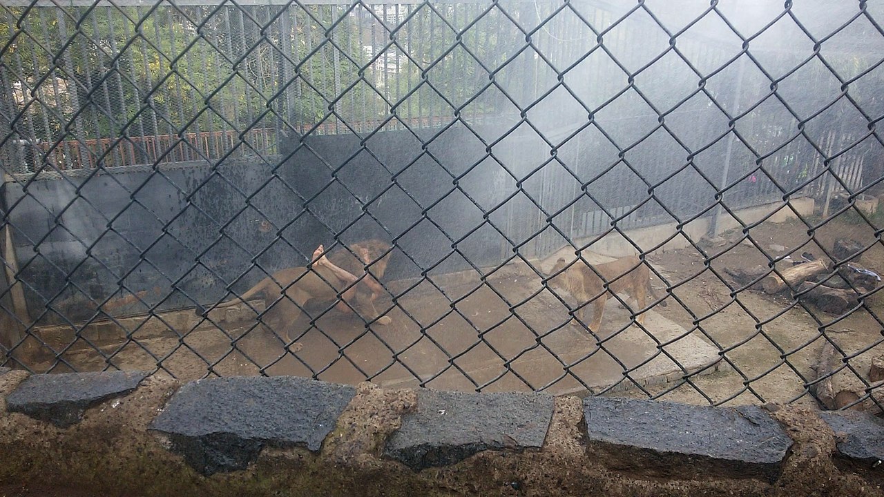 Man Attempts Suicide in Lion Cage at Zoo and Staff are Forced to Kill Lions