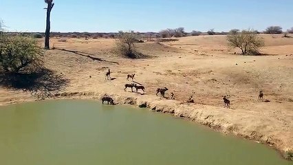 Warthog Stuck Between Wild Dogs and Crocodile