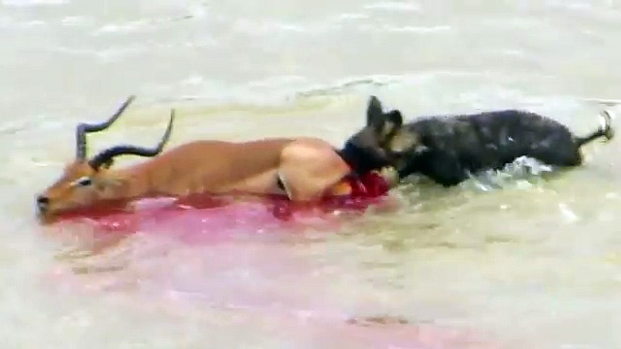 Wild Dogs Impala Hunt