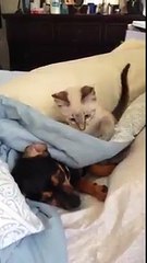 Coisas Random - Gatinho arisco, irrita irmão