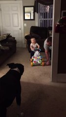 Baby walks for first time, finds it absolutely hysterical