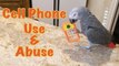 Einstein the Parrot uses and abuses his toy cell phone