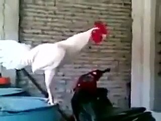 Lustige Tiere Zum Totlachen 16