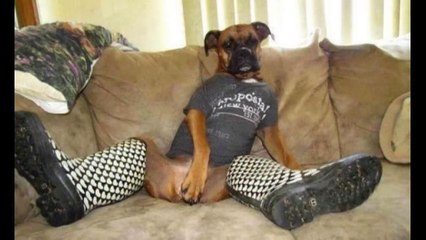 ТОП 10 смешных собак!TOP 10 funniest dogs!