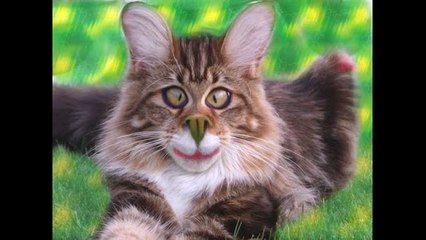 Top 10 funny cats!!! Коты ржака!!! (1)