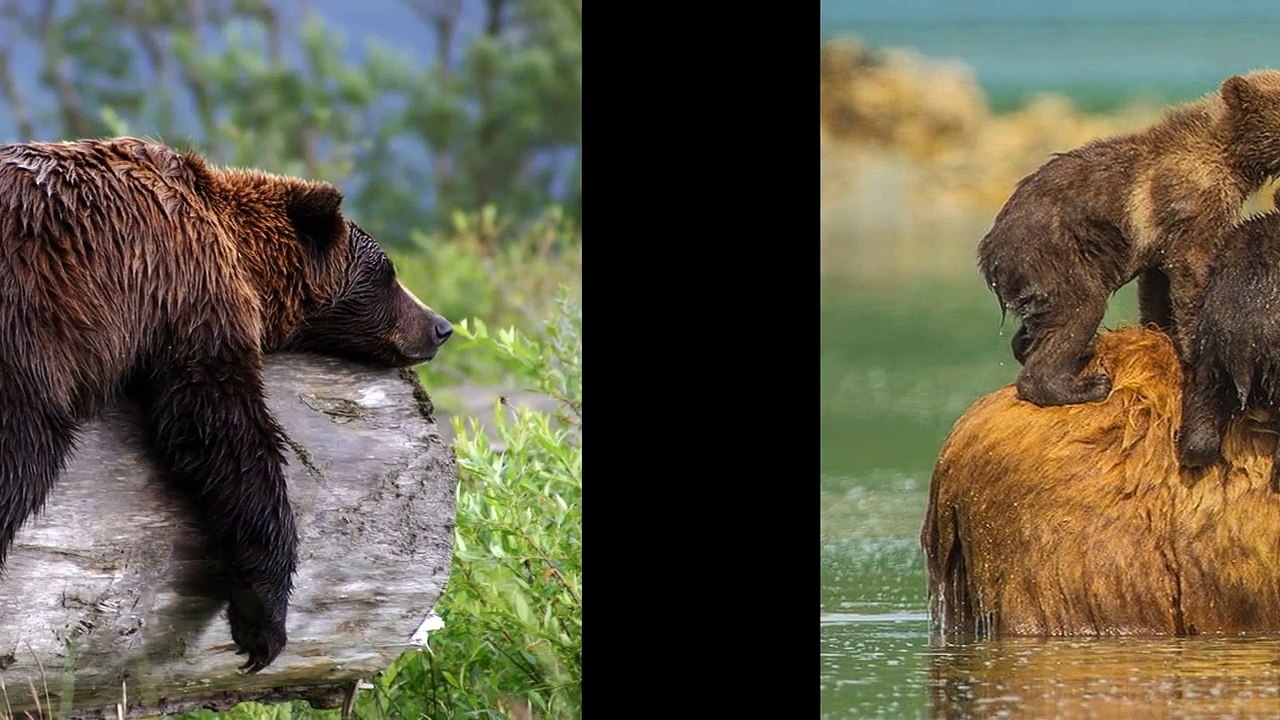 Top 10 funny bears!