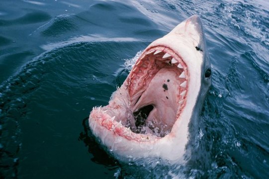 TOP 10 SHARK ATTACKS || Shark attacks Man, Ship, Shark