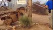 Zoo Keeper Screams After Huge Roaring Lion Jumps At Him
