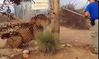 Zoo Keeper Screams After Huge Roaring Lion Jumps At Him