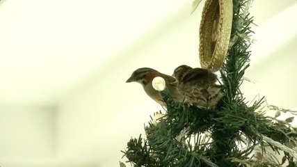 Family In Brazil Witnesses Christmas Miracle