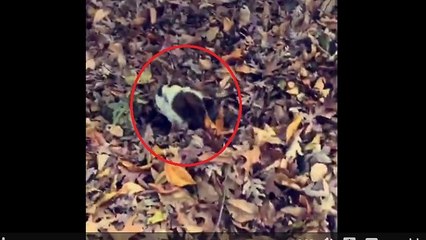 Bulldog gets lost in massive pile of leaves
