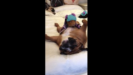 Bedtime mannequin challenge for dogs and guinea pigs