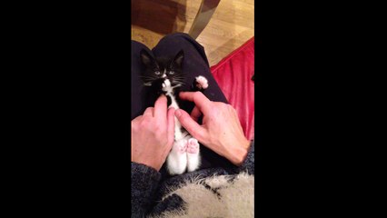 Rescue kitten being tickled is an extreme cuteness overload!