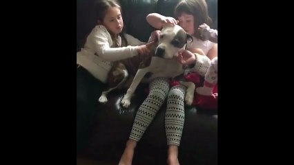 Even after suffering abuse, dog just wants to be loved
