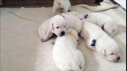 Litter of puppies learn how to walk and use their voices