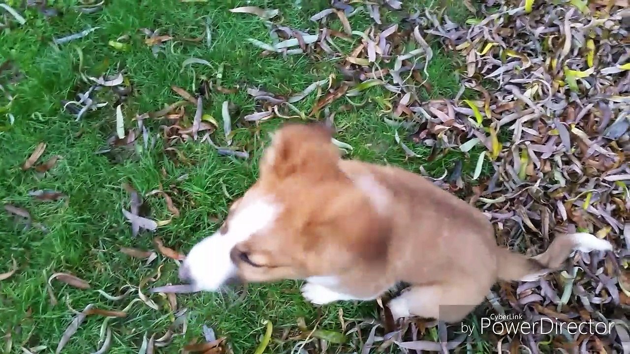 MikaHD
