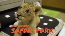 Most Adorable Lion Cubs at the San Diego Zoo Safari Park