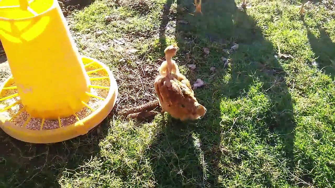 Chicks with a bent leg