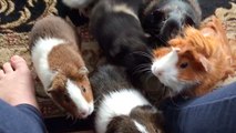 Do you know what a guinea pig feeding frenzy looks like?