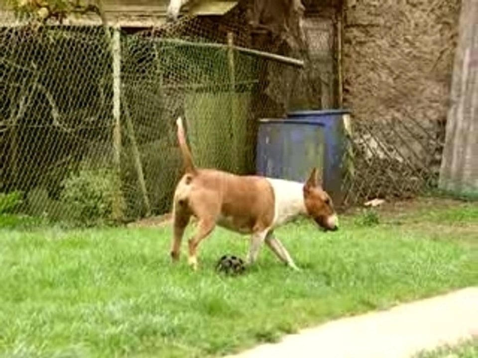 bamba