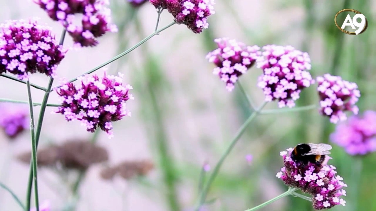 Die Zeichen in der Natur