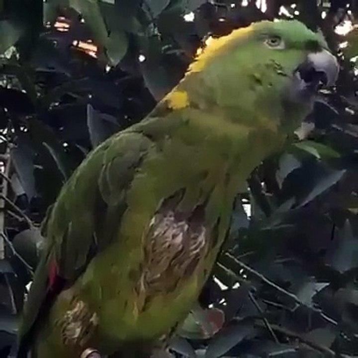 Allahu Akbar - Papagalli reciton suren EL-FATIHA ☝ALLAHU AKBAR