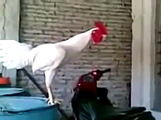 Drôle cri d'un coq