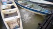 Des touristes nourrissent des Piranhas dans une rivière au Brésil