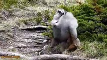 Popular Videos - Marmot & Screaming