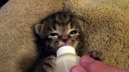 Brooke meets her Kittens for the First Time