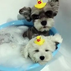 Funny Videos Clips I Funny Dog Videos I Funny Pranks For kids _DOG CRYING IN BATH-