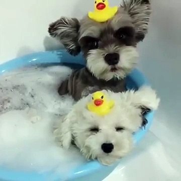 Funny Videos Clips I Funny Dog Videos I Funny Pranks For kids _DOG CRYING IN BATH-