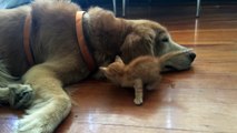 They're so cute its unbearable!Kitten and Dog Snuggling!