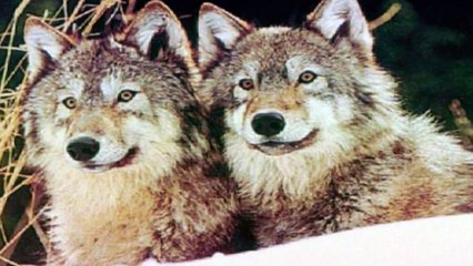Wolves in The Snow   HD On Funny Animals