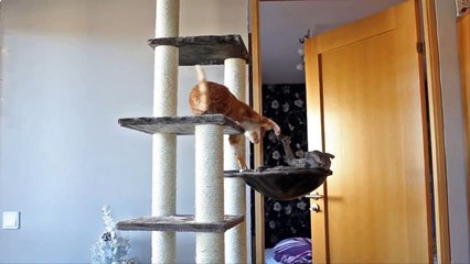 Cats fighting for their favorite place