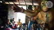 Cet orang-outan a vécu enchainé à l’étagère d’une cuisine pendant six mois à Bornéo