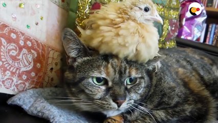 These Little Chicks Like Snuggling With Their Favorite Cats