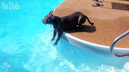 Pit Bull Decides To Go For A Swim — Eventually