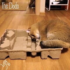 Cat Decides He WILL Fit Into This Box No Matter What