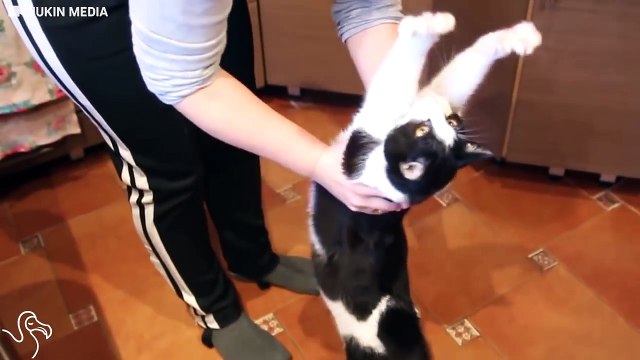 Cat Really Loves Giving Hugs