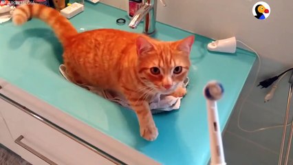 Cat Is Completely Obsessed With His Toothbrush