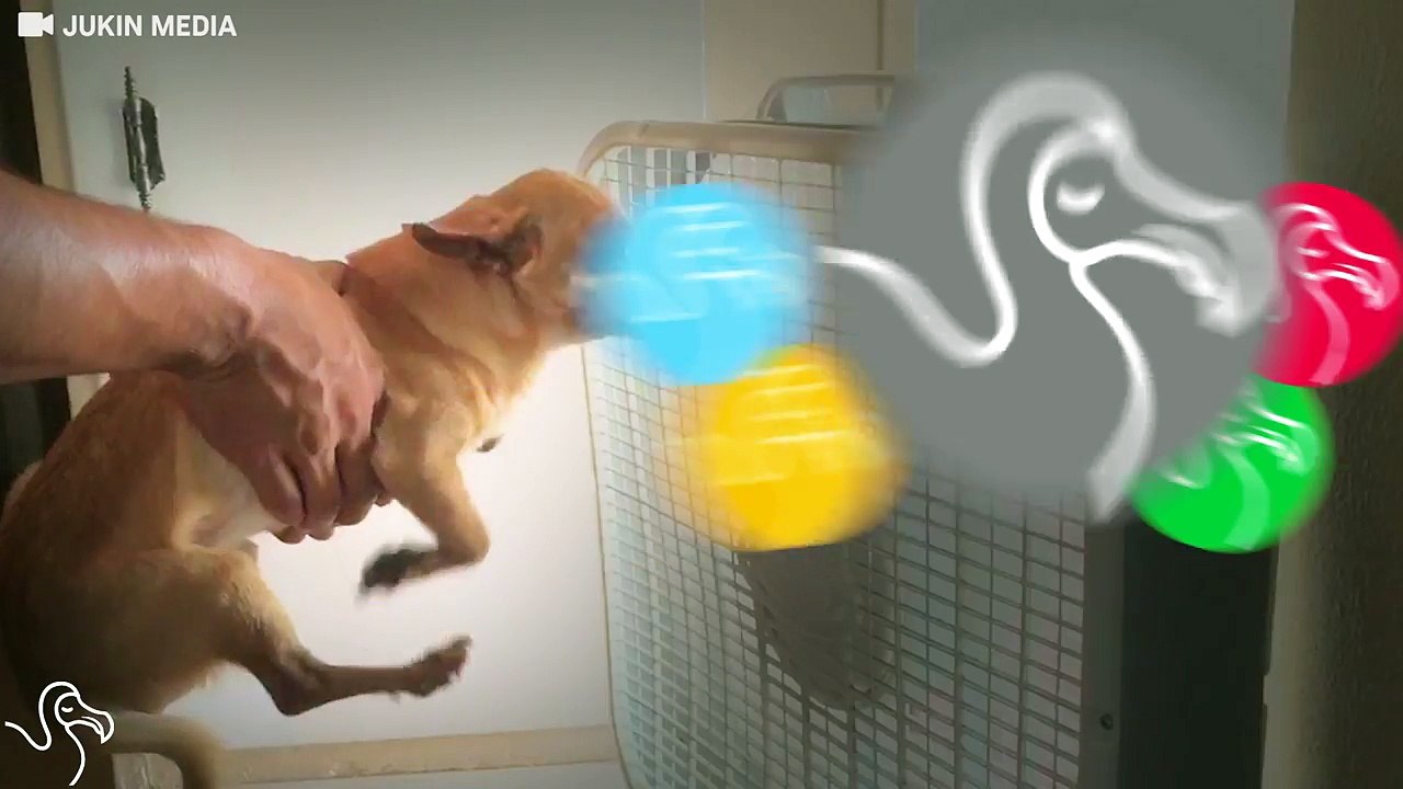 Dogs Air Swimming Should Be The Next Olympic Event