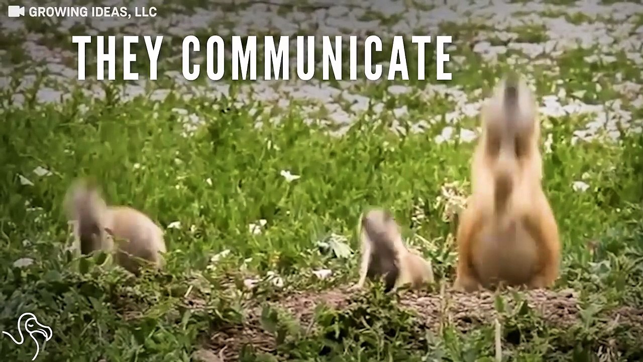 Prairie Dogs Talk To Each Other With Their Own Secret Language