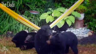 Family Of Bears Bond Over A Hammock