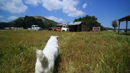 A Doggone Christmas Preview 1